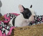 Small #2 Faux Frenchbo Bulldog