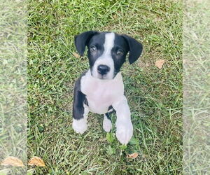 Medium American Pit Bull Terrier Mix
