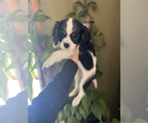 Cavalier King Charles Spaniel Puppy for sale in CENTURIA, WI, USA