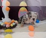 Small Photo #14 Bulldog Puppy For Sale in HERCULES, CA, USA