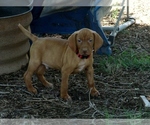 Small #3 Vizsla