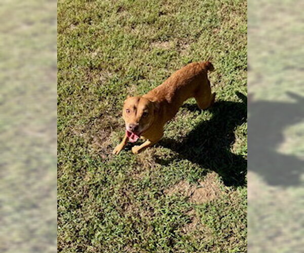 Medium Photo #1 Shepradors Puppy For Sale in Sparta, TN, USA