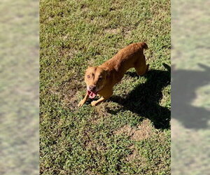 Shepradors Dogs for adoption in Sparta, TN, USA