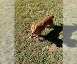 Ruttie - Female Shepradors Dog for Adoption - Small photo