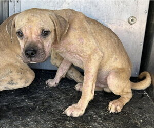 Pug-Unknown Mix Dogs for adoption in HESPERIA, CA, USA