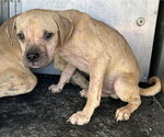 SONNET (RESCUE ONLY) - Male Pug-Unknown Mix Dog for Adoption - Small photo