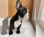 Puppy 2 French Bulldog