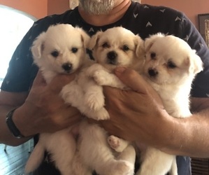 Pom-A-Poo-Pomeranian Mix Litter for sale in ALBION, MI, USA