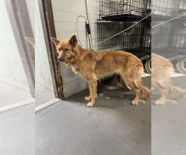 Medium Photo #1 Shollie Puppy For Sale in Stockton, CA, USA