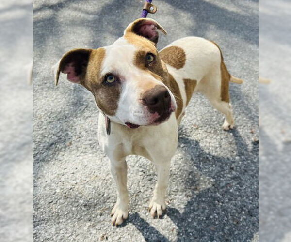 Medium Photo #1 Mutt Puppy For Sale in Clarkesville, GA, USA