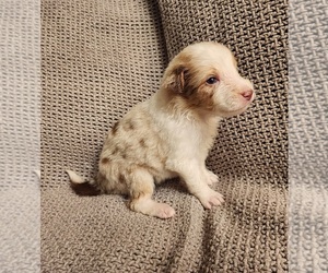 Texas Heeler Puppy for sale in UTICA, NY, USA