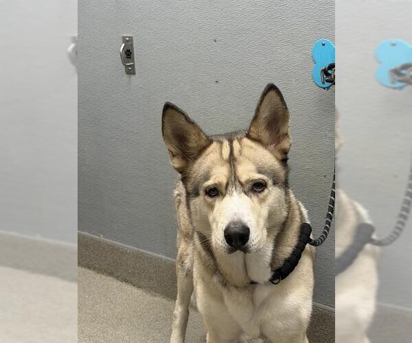 Medium Photo #1 Siberian Husky-Unknown Mix Puppy For Sale in Las Vegas, NV, USA
