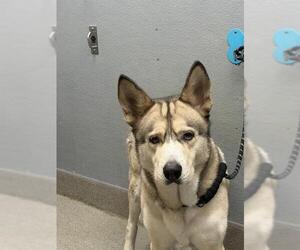 Siberian Husky-Unknown Mix Dogs for adoption in Las Vegas, NV, USA