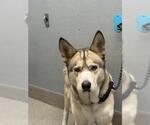 Small Siberian Husky Mix