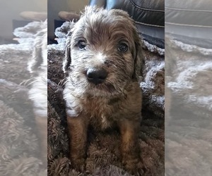 Medium Saint Berdoodle