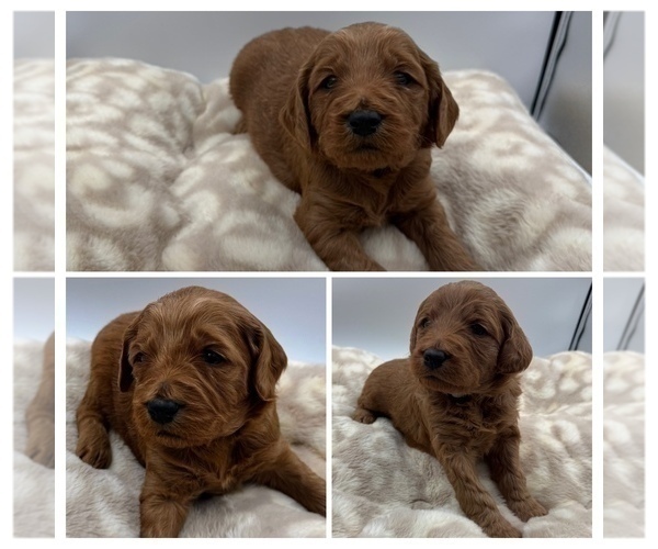 Medium Photo #1 Goldendoodle mix (+ Poodle Miniature) Puppy For Sale in SPARTANBURG, SC, USA