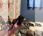 Small Photo #3 Doberman Pinscher Puppy For Sale in OQUAWKA, IL, USA