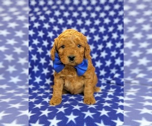 Goldendoodle-Poodle (Miniature) Mix Puppy for sale in KIRKWOOD, PA, USA