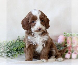 Cavapoo Puppy for sale in EAST EARL, PA, USA