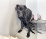 Small Labrador Retriever Mix