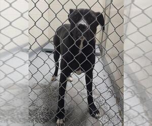 American Pit Bull Terrier-Unknown Mix Dogs for adoption in Anchorage, AK, USA