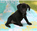 Small #4 Mutt