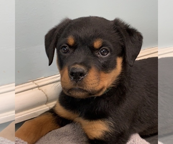 Medium Photo #1 Rottweiler Puppy For Sale in OAK GLEN, CA, USA