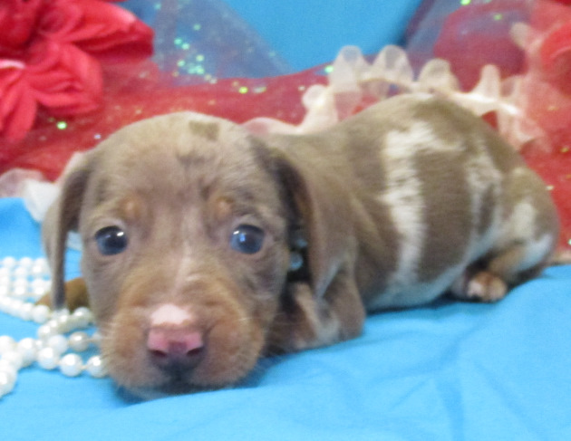 Medium Photo #1 Dachshund Puppy For Sale in FOYIL, OK, USA
