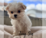 Small #3 Maltese
