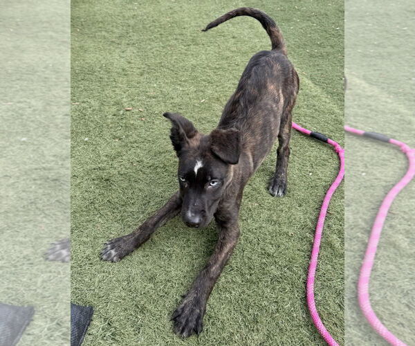 Medium Photo #6 Border Collie-Siberian Husky Mix Puppy For Sale in GILBERTS, IL, USA