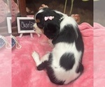 Small #6 Cavalier King Charles Spaniel