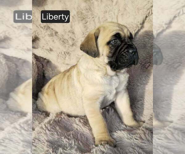 Medium Photo #3 Cane Corso Puppy For Sale in MINERAL WELLS, WV, USA