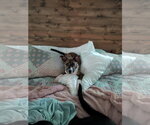 Small #4 Boxer-German Shepherd Dog Mix