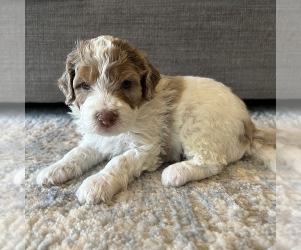 Medium Photo #2 Australian Mountain Dog Puppy For Sale in CULPEPER, VA, USA