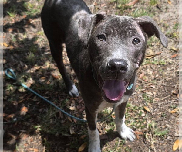 Medium Photo #1 Staffordshire Bull Terrier Puppy For Sale in Ocala, FL, USA