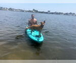 Small #6 American Pit Bull Terrier-Carolina Dog Mix