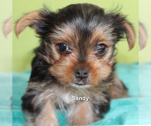 Yorkshire Terrier Puppy for sale in LITTLEROCK, CA, USA