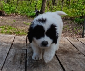 Great Pyrenees Puppy for sale in CARO, MI, USA