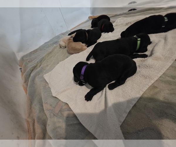 Medium Photo #13 Labrador Retriever Puppy For Sale in TAMPA, FL, USA