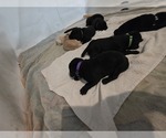 Small #12 Labrador Retriever
