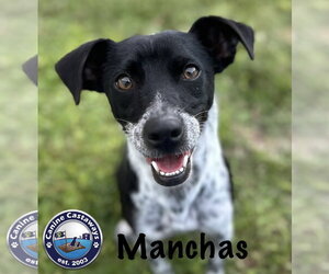 Manchas - Male Rat Terrier-Unknown Mix Dog for Adoption - Photo #8