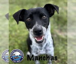 Small #7 Rat Terrier Mix
