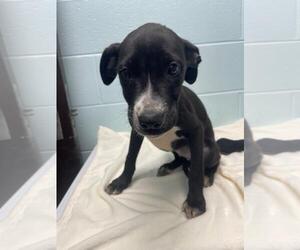EGGO - Male Mutt Dog for Adoption - Photo #2