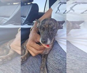 Chihuahua-Unknown Mix Dogs for adoption in New York, NY, USA