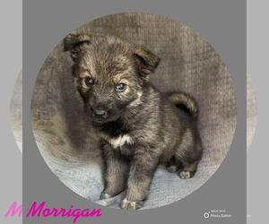 German Shepherd Dog-Siberian Husky Mix Puppy for Sale in PRATTSBURGH, New York USA