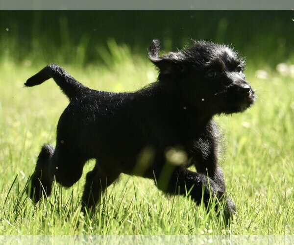 Medium Photo #6 Miniature Labradoodle Puppy For Sale in Mechanicsburg, PA, USA