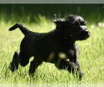 Small #5 Miniature Labradoodle