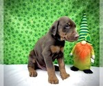 Puppy Brown Collar Doberman Pinscher