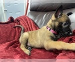 Small Photo #37 Belgian Malinois Puppy For Sale in REESEVILLE, WI, USA