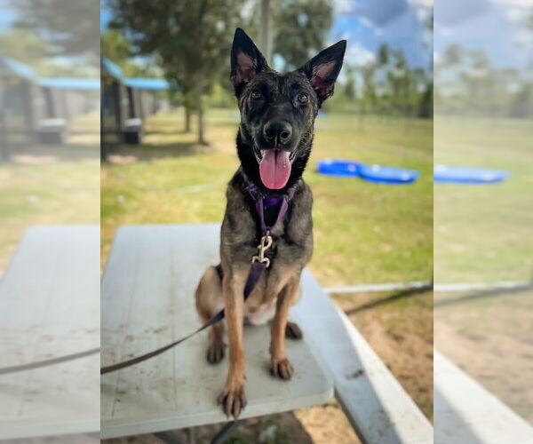 Medium Photo #1 Mutt Puppy For Sale in Imlay City, MI, USA